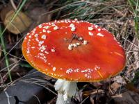 Formschöner flacher Fliegenpilz im Sonnenschein